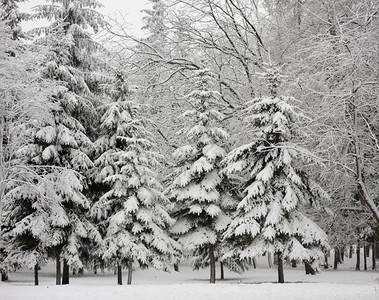 二月冬天寒冷的日有条纹树木冷静图片