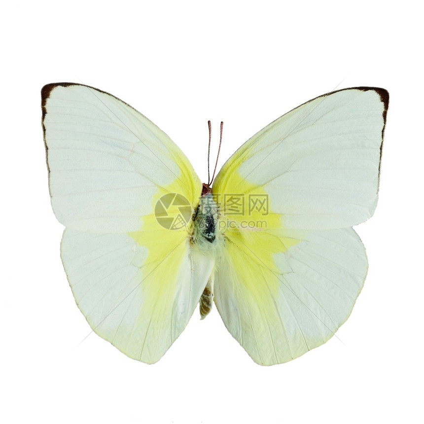 天线自然美丽的黄蝴蝶和白柠檬移民卡托皮西利亚白底孤立图片
