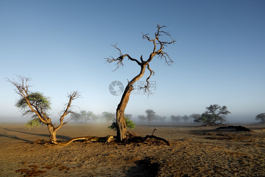 天气南非卡拉哈里沙漠甘蓝雾中树林的景观植物南部图片