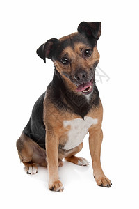 梗犬动物杰克罗塞尔泰瑞黑色和棕杰克罗塞尔泰瑞在白色背景面前狗图片