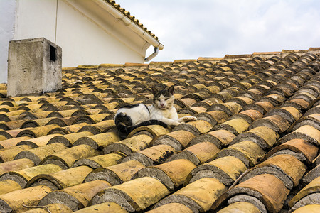 猫在屋顶上的瓷砖猫在屋顶上一种科动物图片