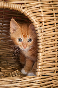 蹲在篮子里的可爱猫咪图片
