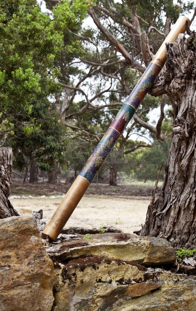 木头Didgeridoo澳大利亚土著音乐风仪器在落树桩上随意倾斜自然麦金图片