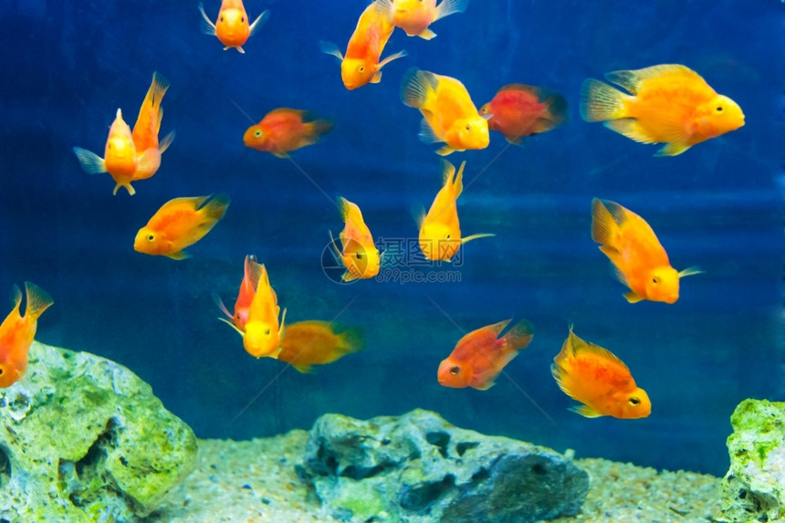 海照片来自蓝水红鹦鹉cichlid绿松石金鱼图片