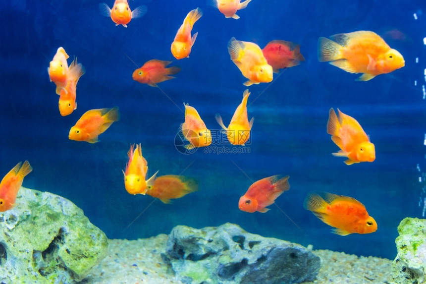 海水族馆金鱼照片来自蓝水红鹦鹉cichlid图片