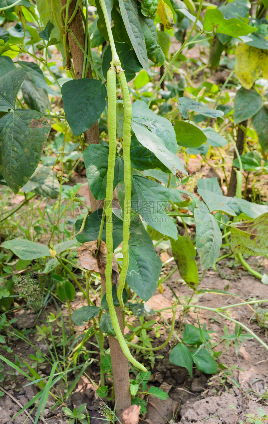 蔬菜绿色码长亚龙豆种植园图片