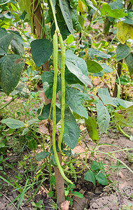 蔬菜绿色码长亚龙豆种植园高清图片