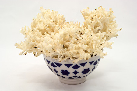 健康陶瓷制品大型珊瑚蘑菇在白色背景的大陶瓷碗中白色的图片
