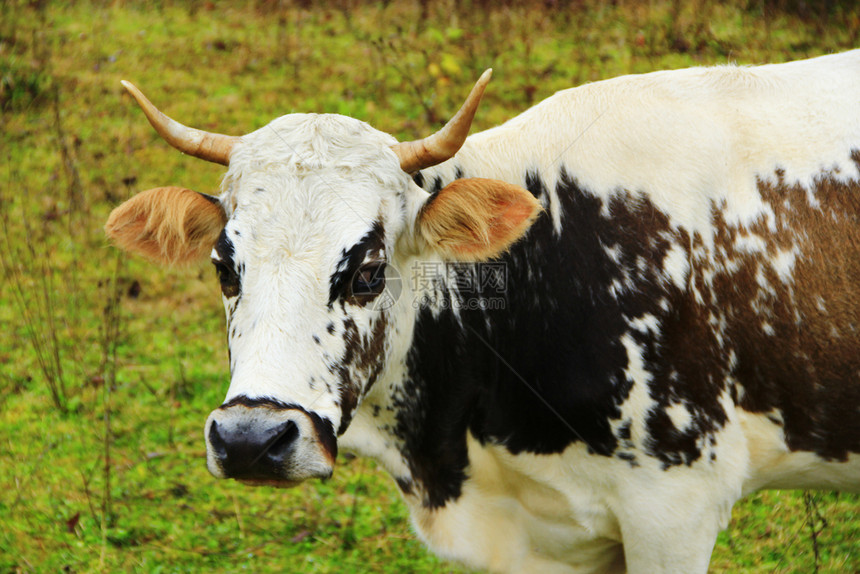 黑色斑点中的白母牛牧场上的黑色斑点中白母牛动物黑的耳朵图片