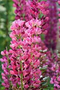 多年生植物群华丽的粉红色羽扇豆花开绽放图片