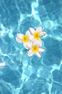 游泳池上漂浮着三朵花图片