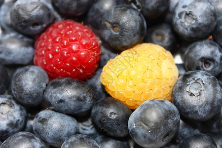 健康果酱蓝莓一红黄白背景美味的图片