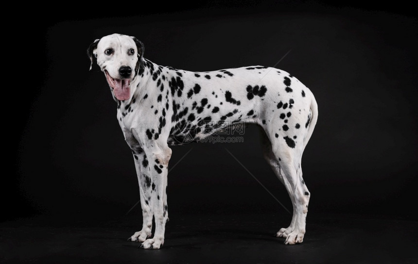 Dalmatian狗站在黑色背景上小狗犬类复制图片