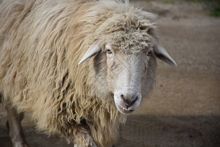 在农场院子里一只在农场院子里有底咬的毛发白羊农家乐驯化的肉背景图片