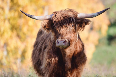 高地牛原产于苏格兰动物牧场品种高清图片