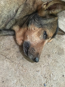 动物流浪单身的光是泰国那可怜的狗图片