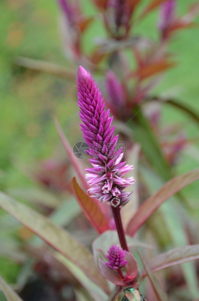 花朵园里盛开的紫色鸡冠花草本摄影图片