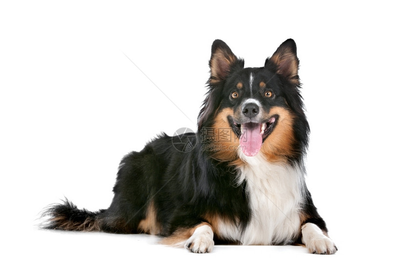 国内的剪下白种背景面前的边境CollieBerferCollie牧羊犬白色的图片