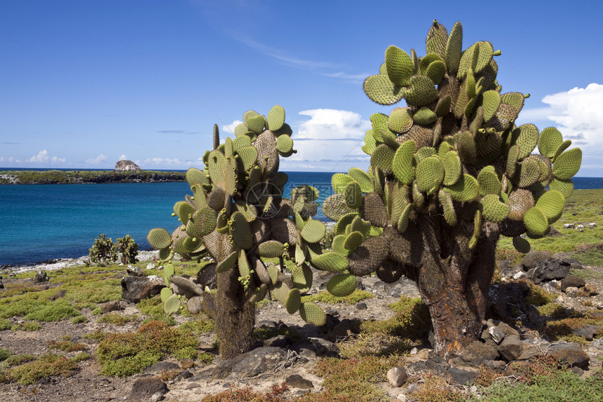 自然植物旅游加拉帕戈斯群岛南广场上的巨型仙人掌属厄瓜多尔图片