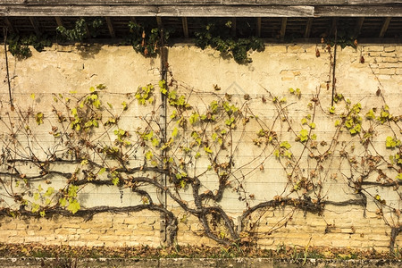 水平的一种经训练葡萄藤可以放置在花园墙壁上使藤的形状完全可见法国树叶图片