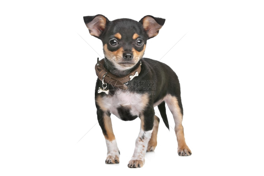 狗动物一种黑色和棕褐奇瓦黑和棕褐奇瓦在白背景前图片