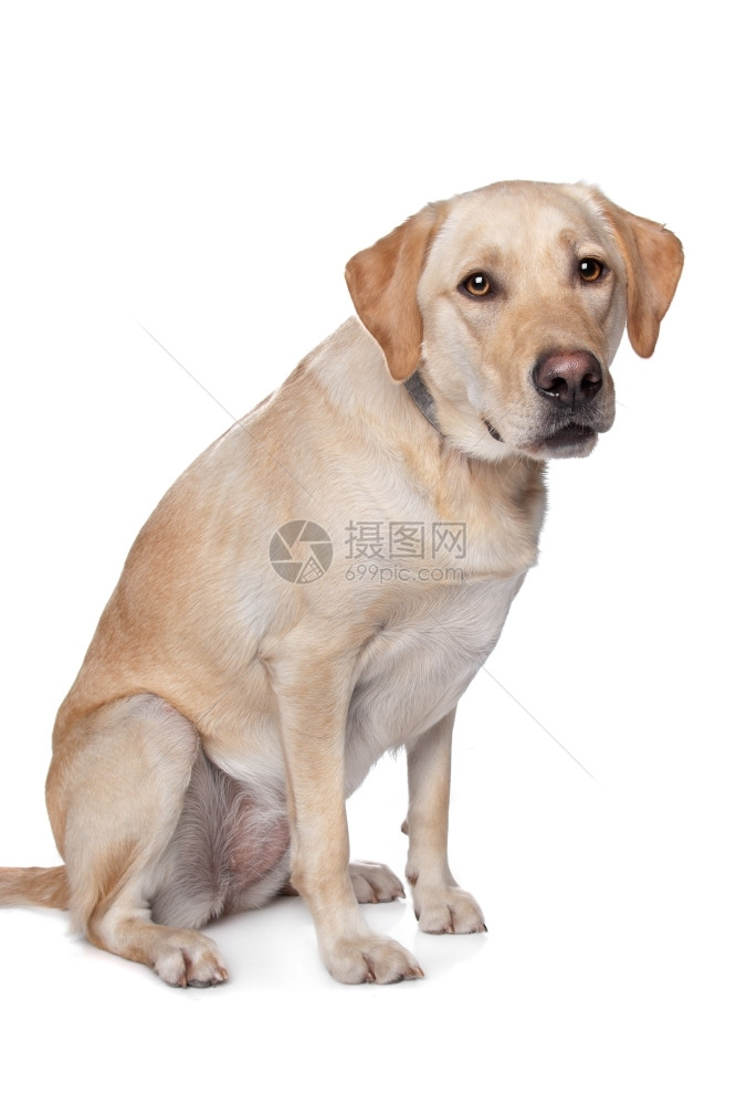 黄色拉布多在白背景面前追逐黄拉布多的猎犬人们国内图片