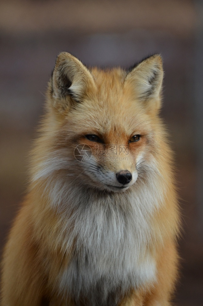 蓬松的一只红狐狸美丽的光辉脸庞惊人野生动物图片
