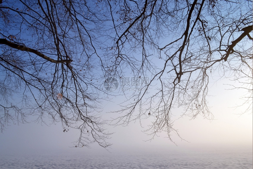 牧场财产薄雾在荷兰瓦塞纳尔DeHorsten庄园的浓雾冬季风景中的树上图片