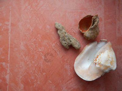 粉红背景的贝壳和海石夏天滩洋图片