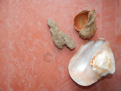 夏天结石一种粉红背景的贝壳和海石图片