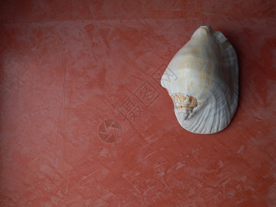 夏天旅行食物粉红背景的贝壳和海石图片