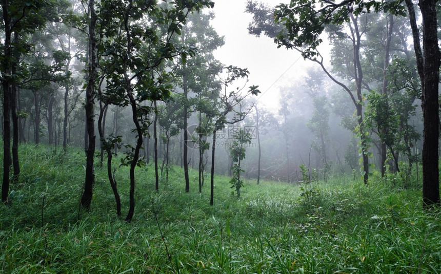 泰国雾中Diptercarp森林绿色户外有雾图片