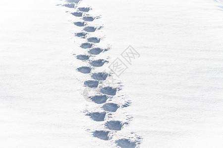雪地上的足迹图片