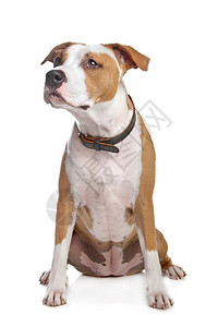 在室内犬类美国斯塔福德郡梗犬在白色背景前的美国斯塔福德郡梗犬动物图片
