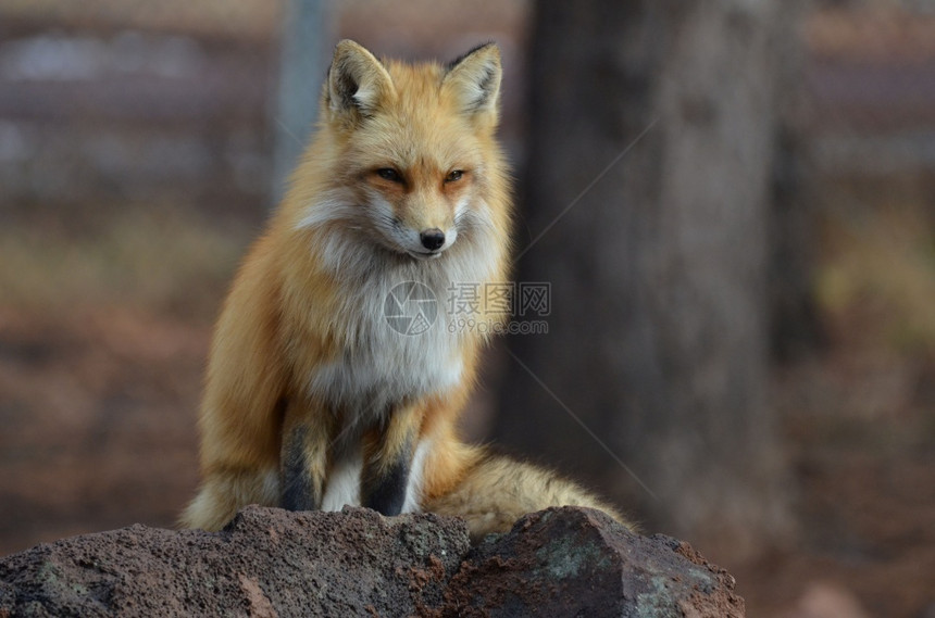 可爱的荒野岩石红上坐着迷人的红狐狸图片