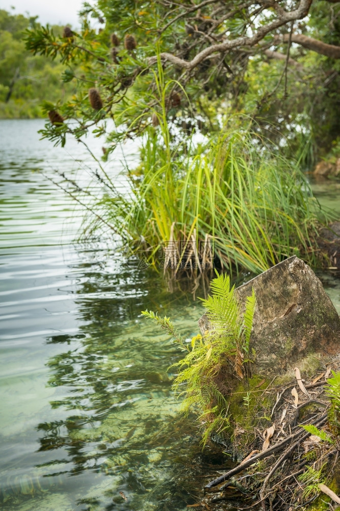 树木澳大利亚昆士兰州北斯特拉布罗克岛蓝湖边一带的景象植物新鲜的图片