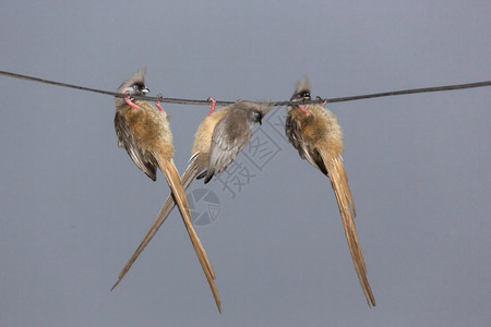 尾随自然喙三个美丽的长尾巴的飞鼠鸟倒挂在电线上图片