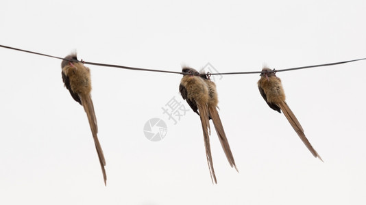 电缆上行空间喙四只长的美丽尾巴倒挂在电线上的小飞鼠鸟图片