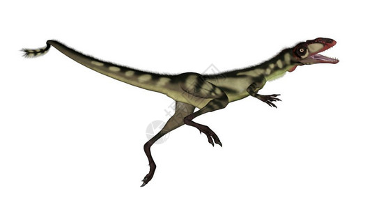 白垩纪自然二龙恐在白色背景下跳跃3D转化时代设计图片
