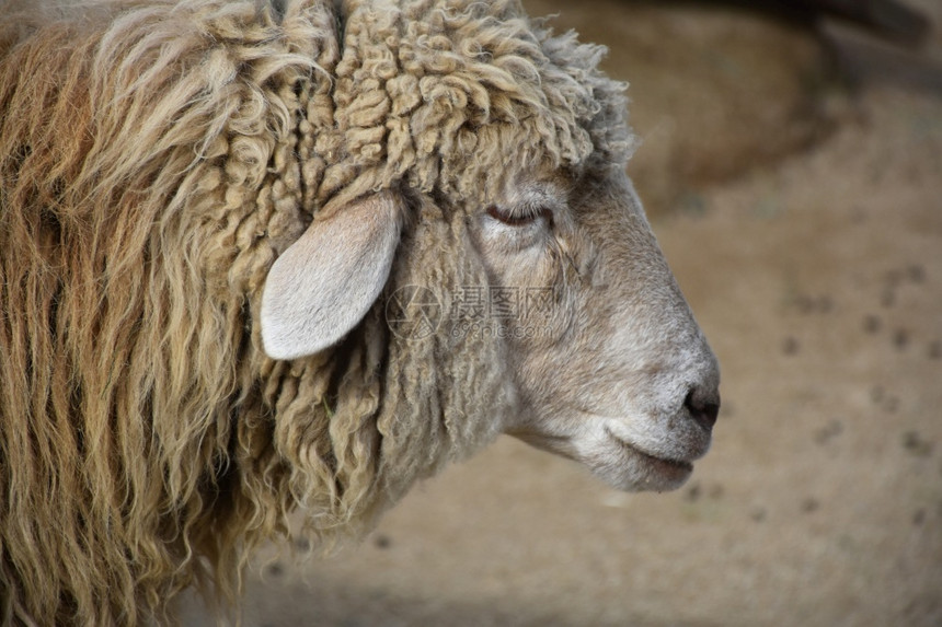 农场院子里羊毛的触目惊心情况一种家畜羔羊图片