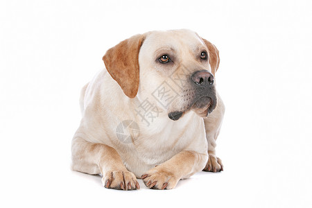 我狗想让你玩哺乳动物拉布多在白色背景面前追寻拉布多的利寻回犬我是背景