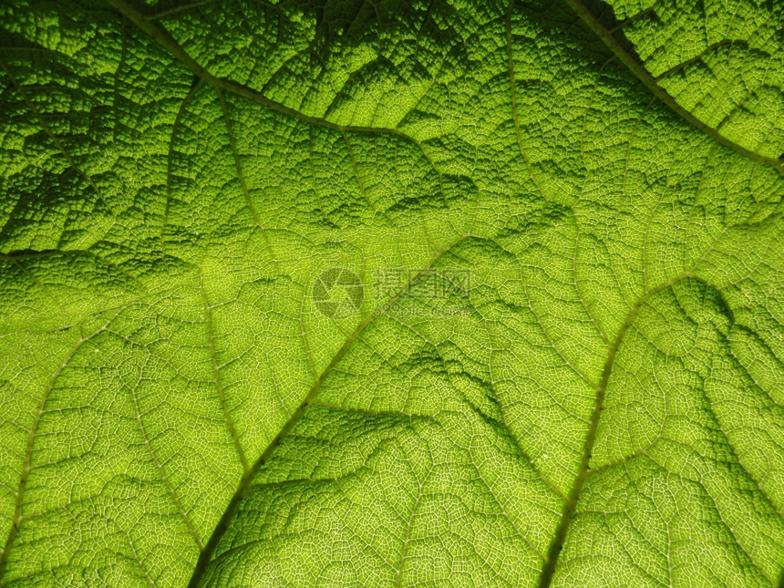 植被美丽的剪贴叶子照片自然图片