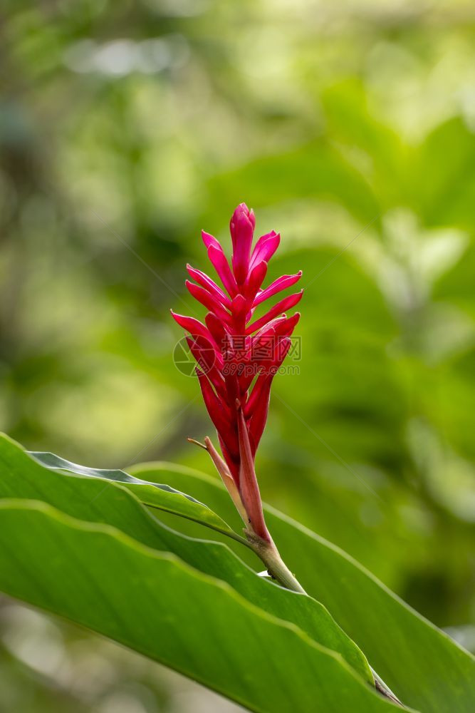 紫罗兰粉色的热带花AlpiniaPurpurata或红姜是一种充满活力的粉红色热带植物高山属图片