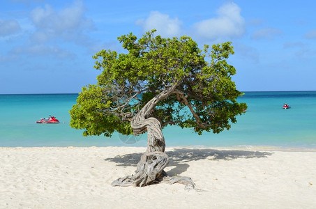 阿鲁巴岛鹰海滩上的树图片