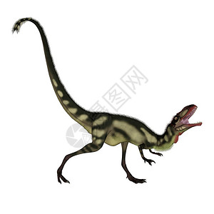 数字的在白色背景下咆哮的狄龙恐三维化身爬虫动物背景图片