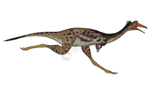 Monononykus恐龙在白色背景下运行3D转化白色的时代数字图片