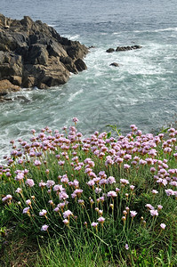在悬崖上生长的海平面粉红沙丘上生长的海平面粉红一种布列塔尼粉色的图片