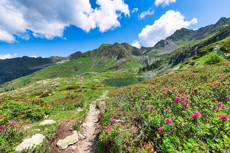 开满杜鹃花的山峰高清图片