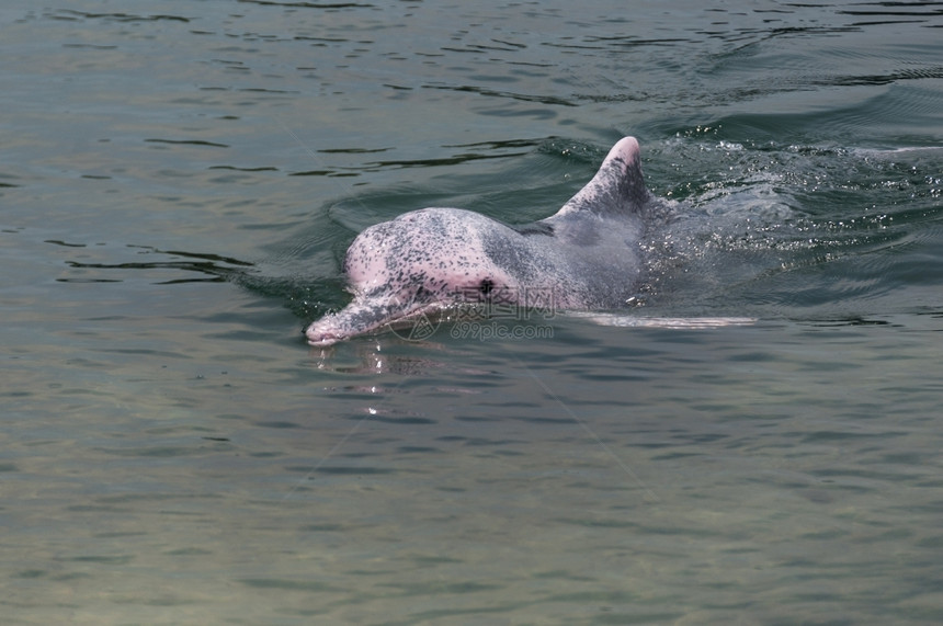 海洋野生动物河新加坡保护区极为罕见的粉红海豚图片