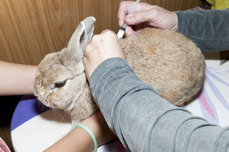 治愈生病的兔子图片